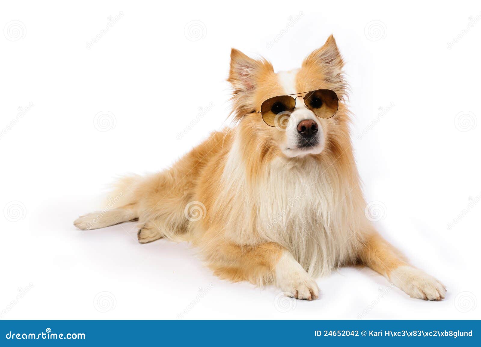 Dog with sunglasses stock photo. Image of listening, animals 24652042