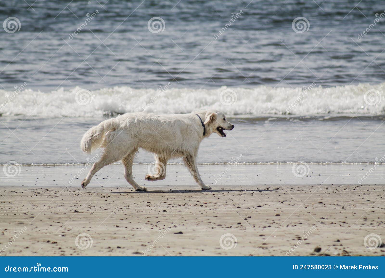 Dog on Sunny Beach, Dog Play on the Sea Stock Image Image of gold