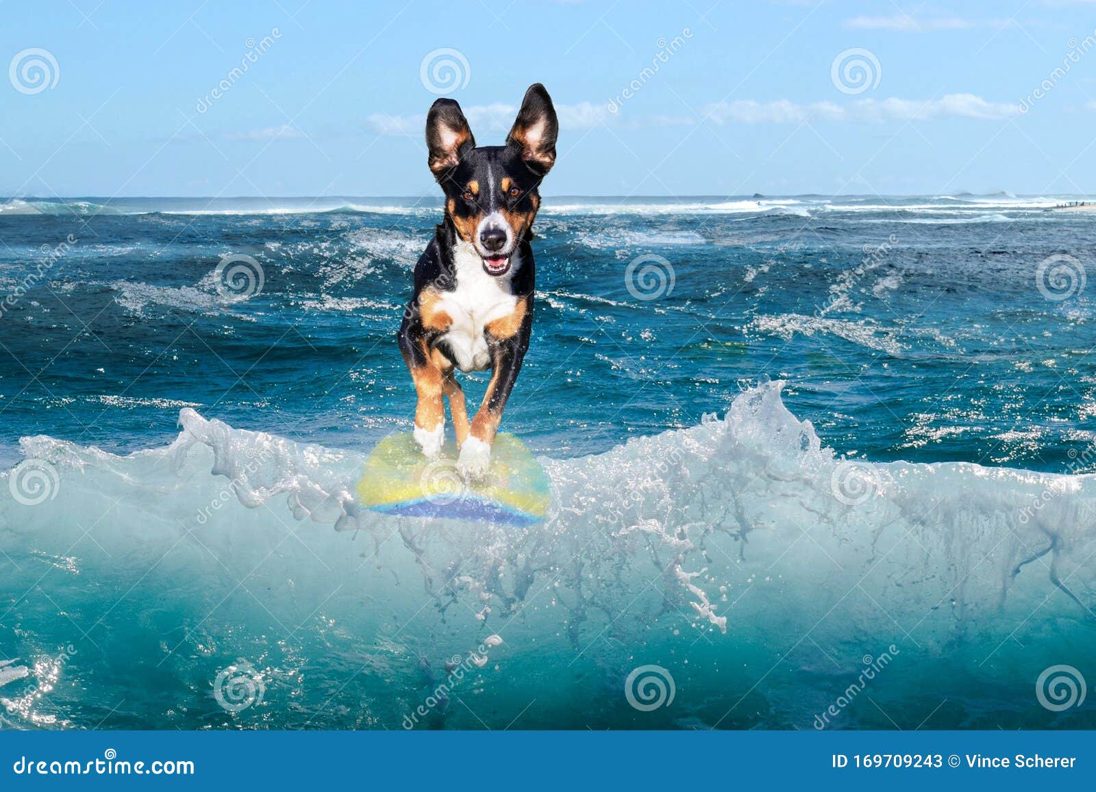 Dog surfing on a wave stock image. Image of ocean, beach 169709243