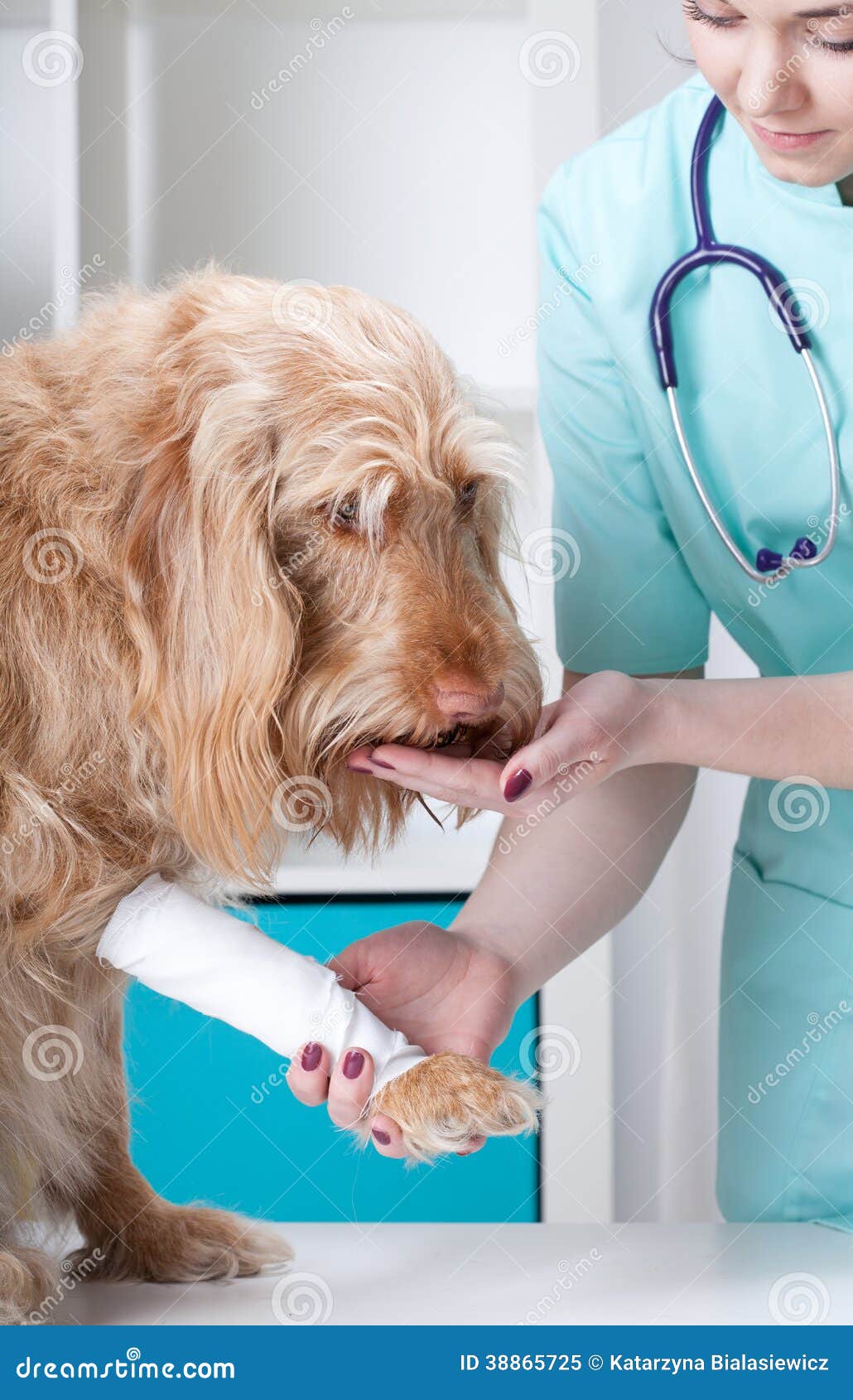 Dog after Surgical Intervention Stock Image Image of room, examining