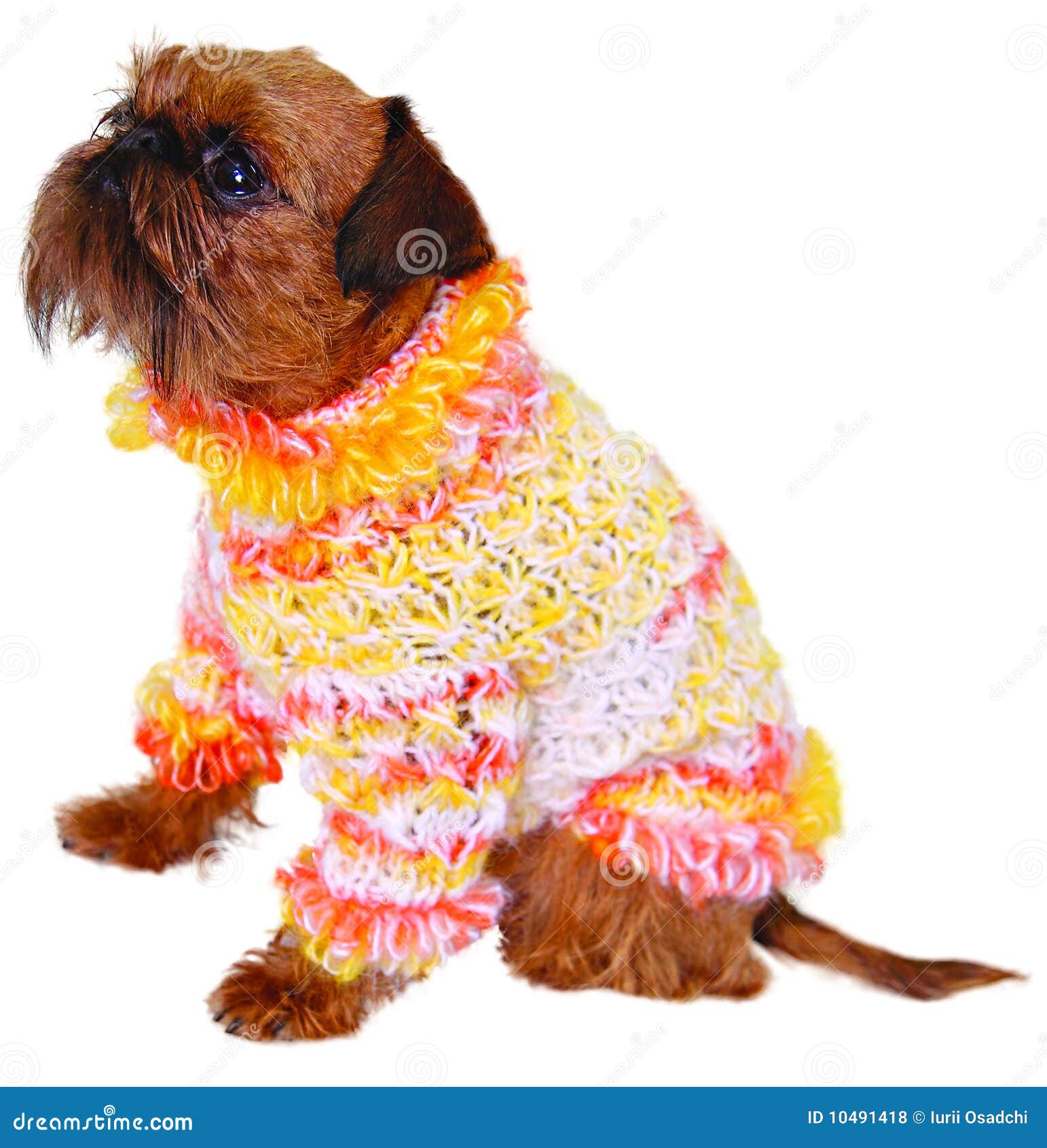 Dog in sweater stock photo. Image of white, griffon, canine 10491418