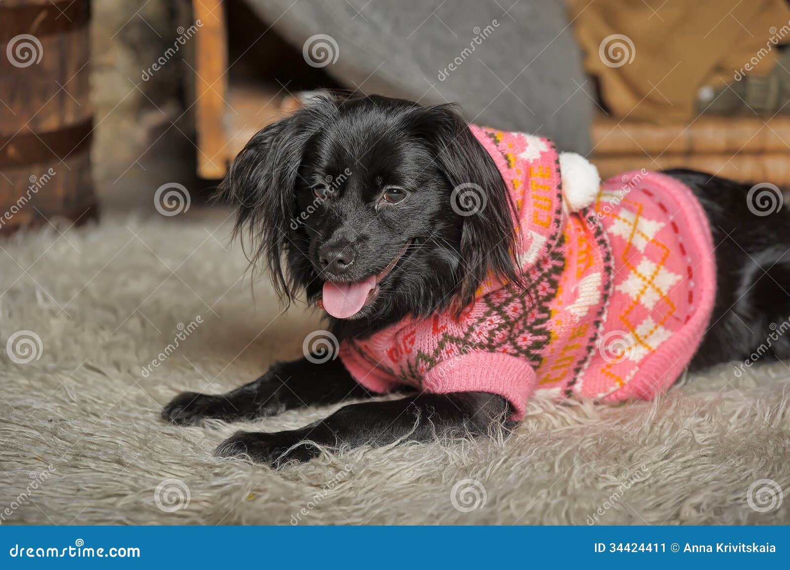 Dog in a sweater stock image. Image of black, camera 34424411