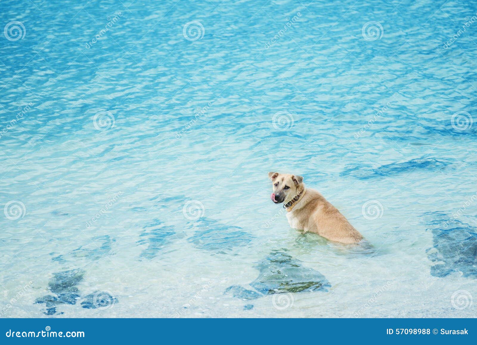 Dog swim beach stock photo. Image of cute, portrait, healthy 57098988