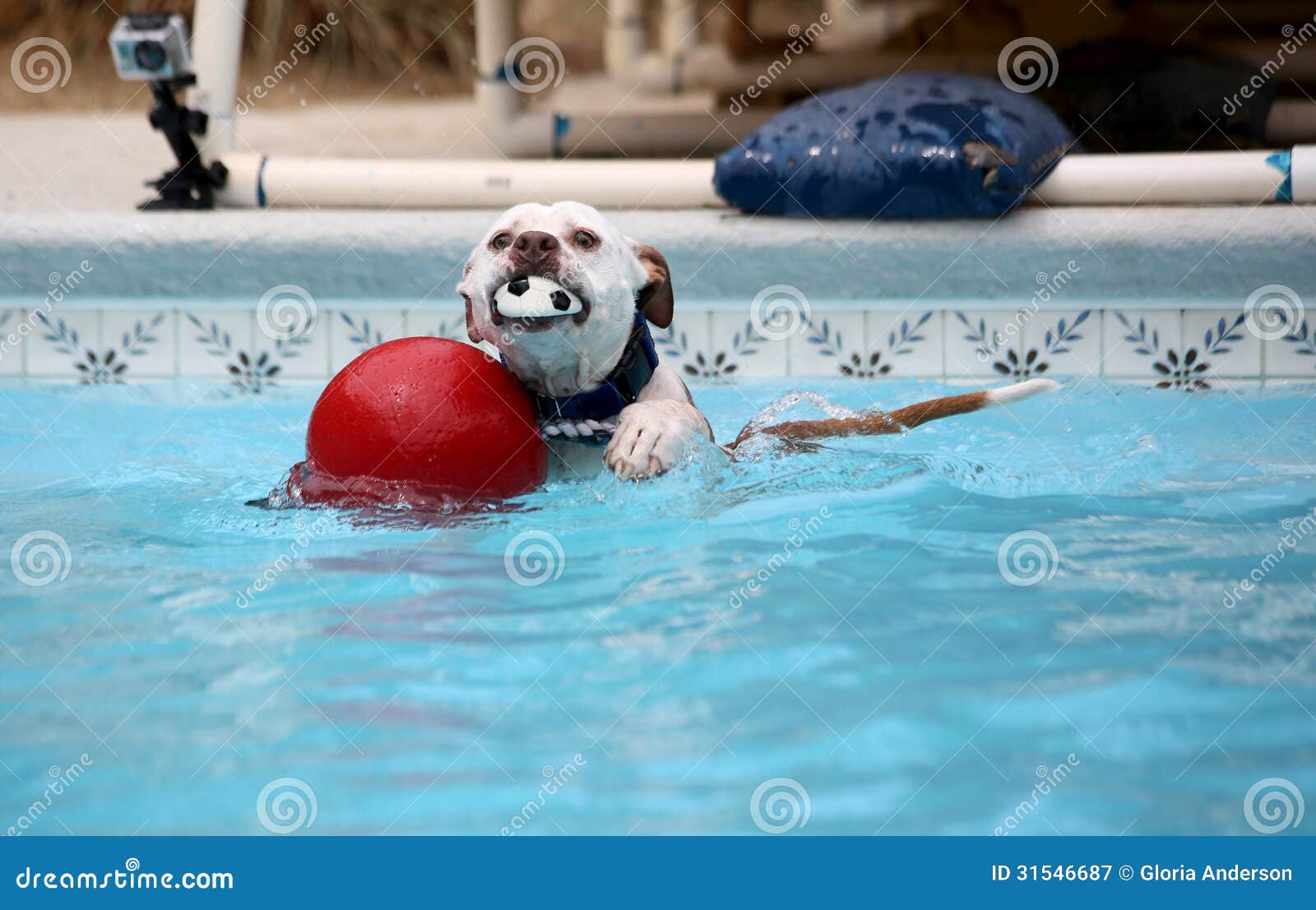 dog pool toys