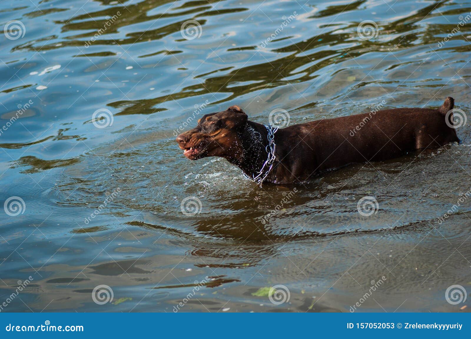 Dog swimming in the river stock image. Image of puppy 157052053