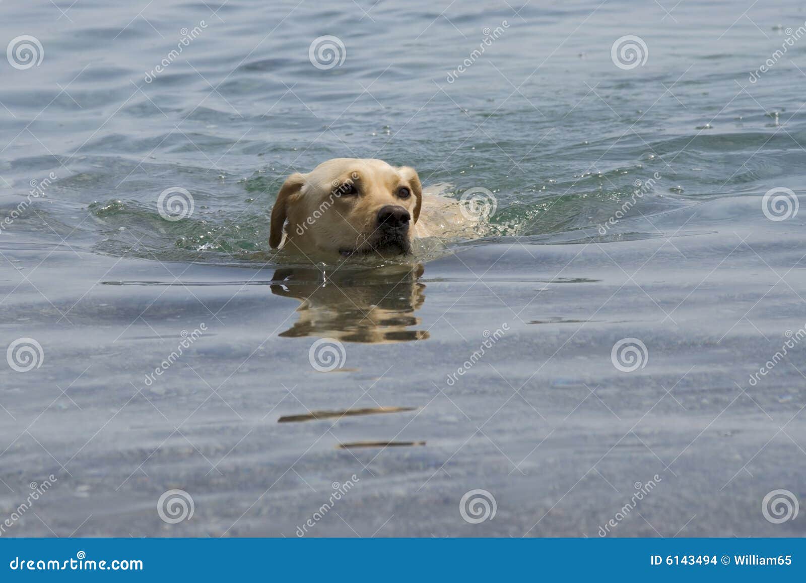 Dog swimming in river stock photo. Image of sunny, purebred 6143494
