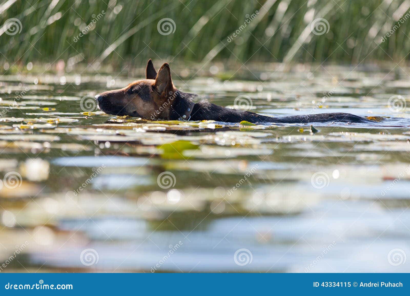 Dog swimming in the river stock image. Image of competitions 43334115