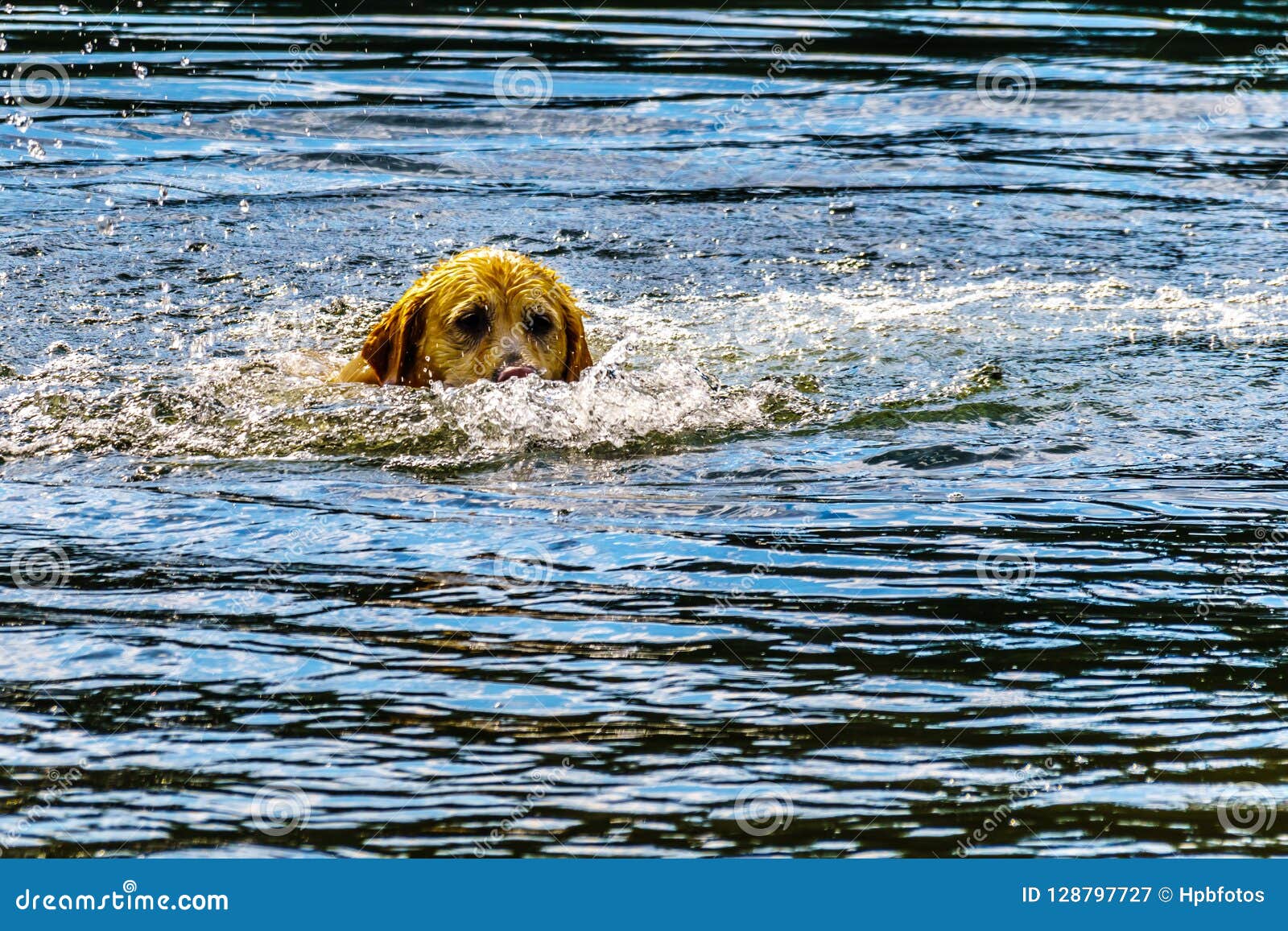 Dog Swimming In Stake Lake Near Kamloops British Columbia