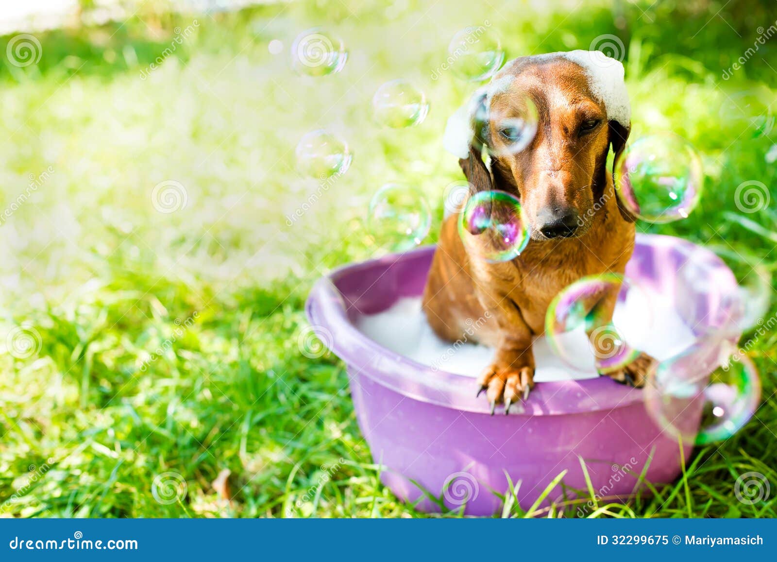The dog takes a bath stock image. Image of park, aqua 32299675
