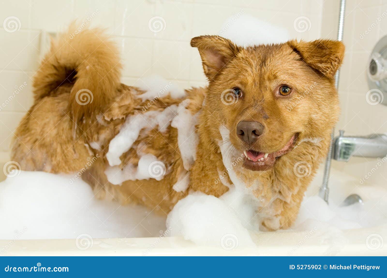 Dog taking a bath stock photo. Image of care, bubble, bath 5275902