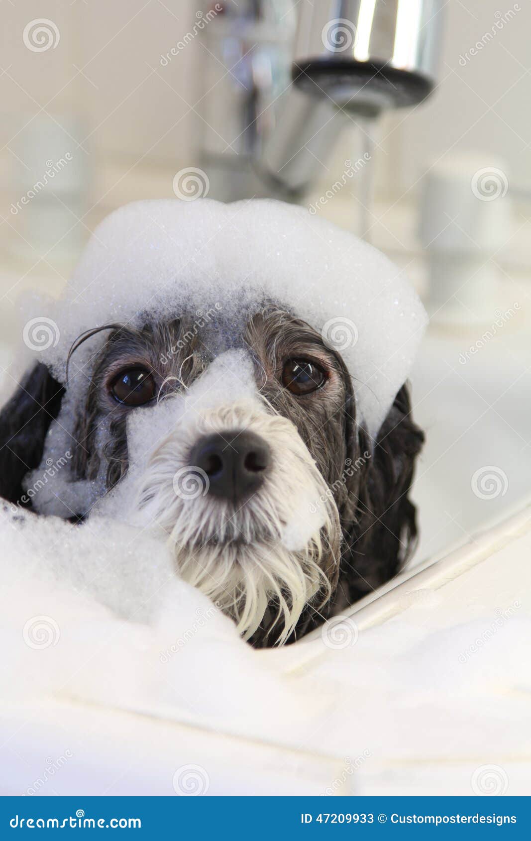 A dog taking a bath. stock image. Image of taking, clean 47209933