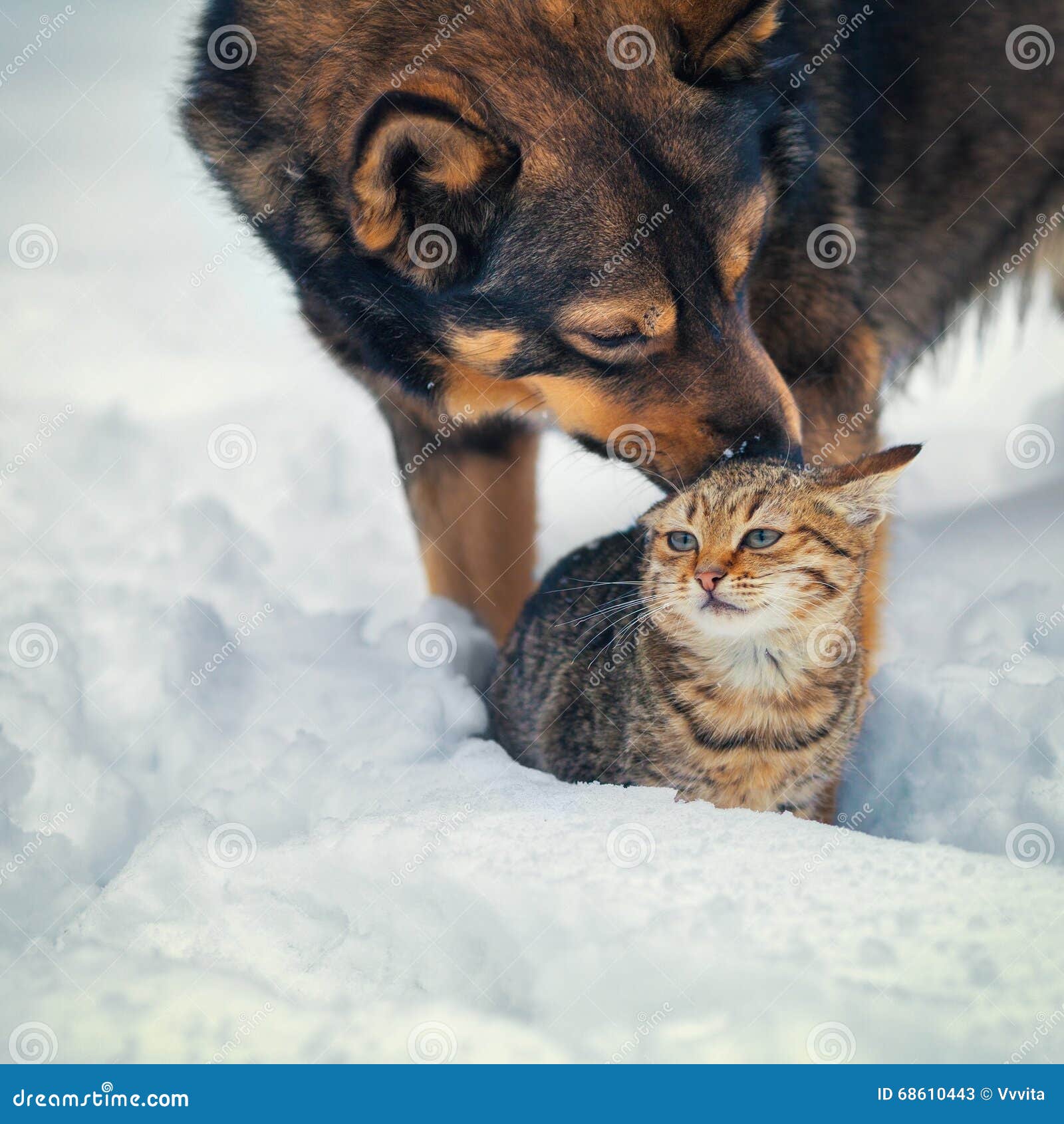 Dog Taking Care Of The Cat RoyaltyFree Stock Photography