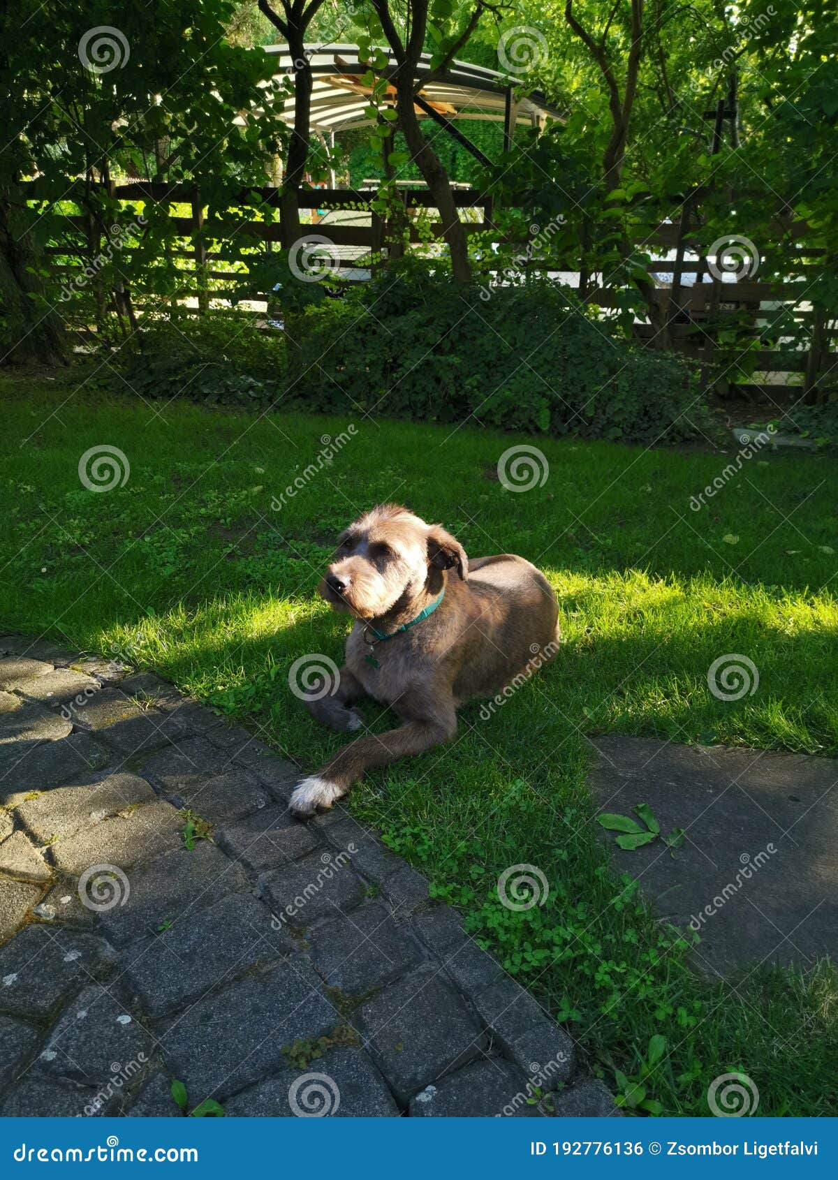 Dog taking a nap stock photo. Image of tree, puppy, green 192776136