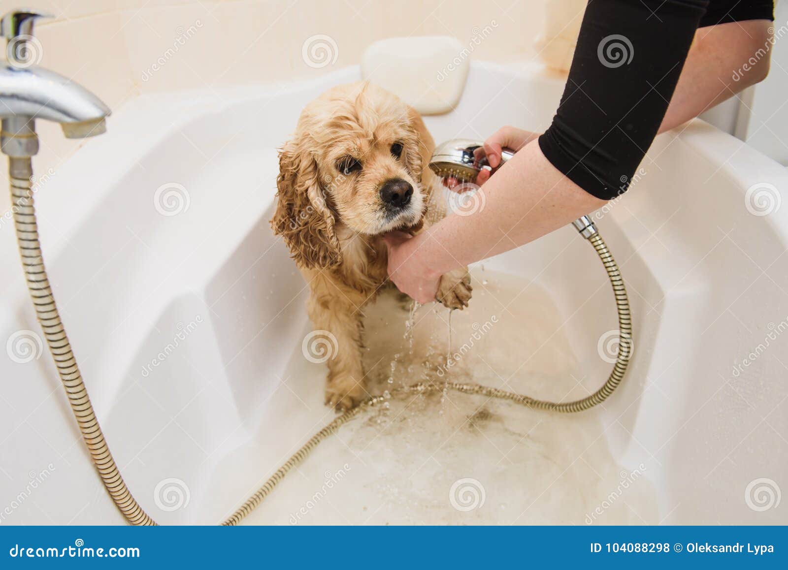 Dog is Taking a Shower at Home Stock Photo Image of funny, golden