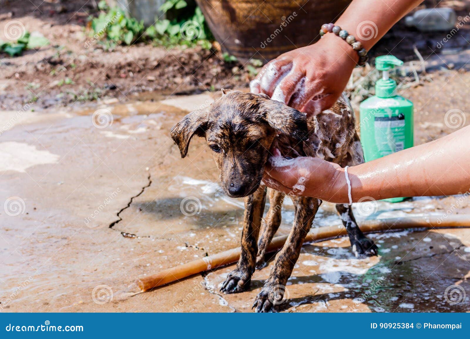 Dog Taking a Shower with Soap and Water. Stock Photo Image of