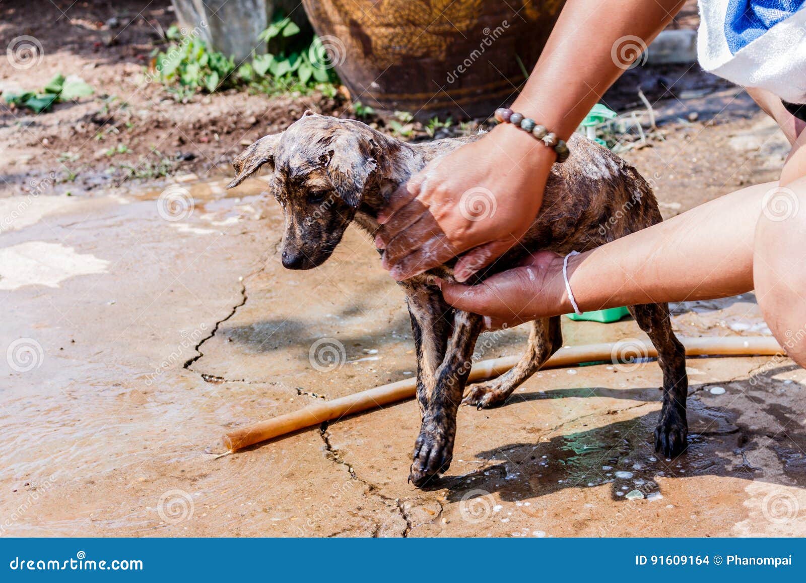 Dog Taking a Shower with Soap and Water. Stock Photo Image of
