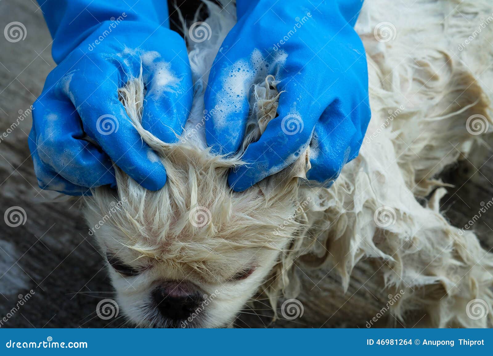 A Dog Taking a Shower with Soap and Water Stock Photo Image of hair