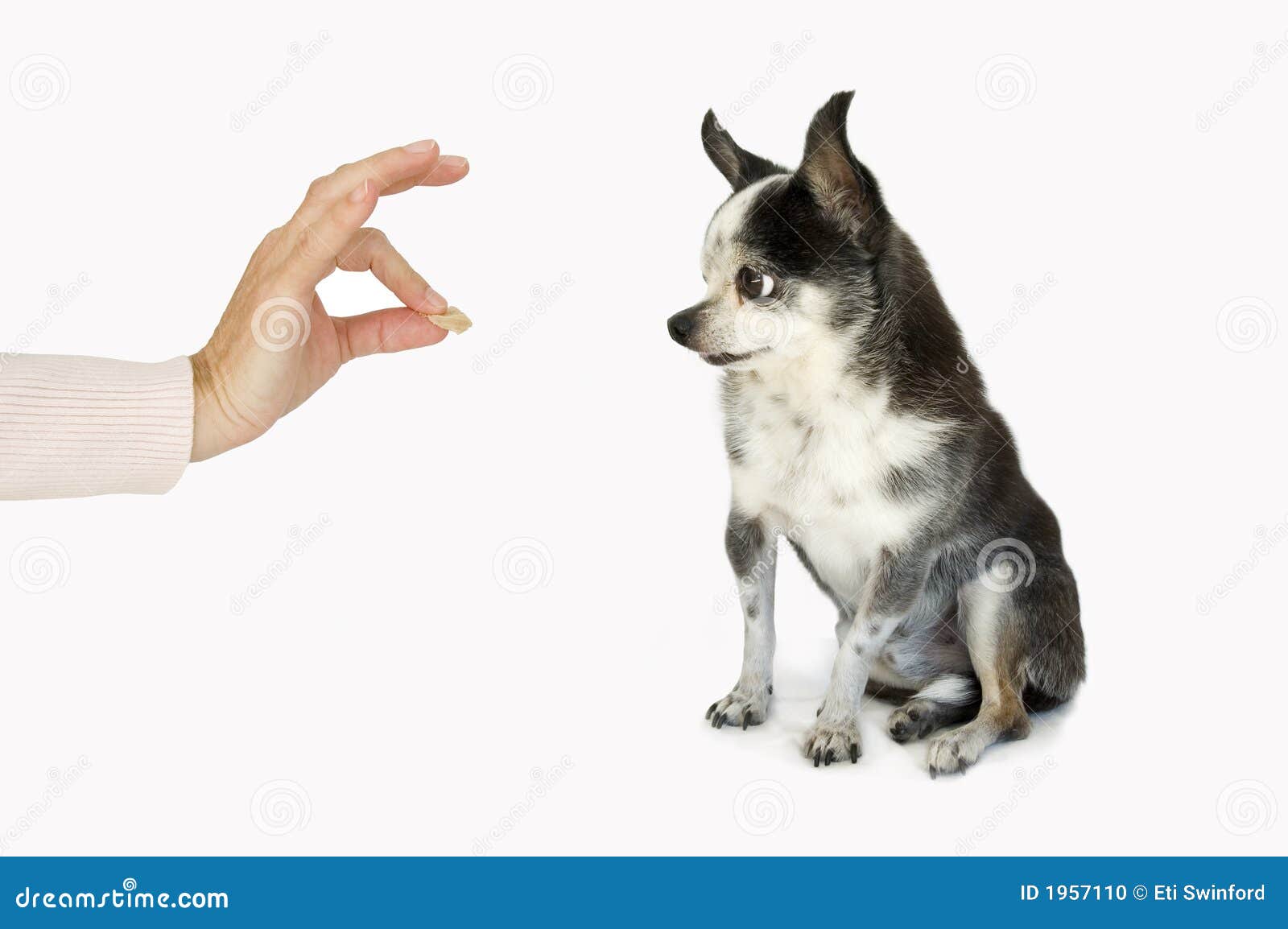 Dog taking a treat stock photo. Image of offer, treat 1957110