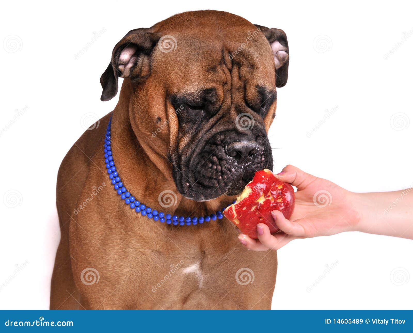Can You Give Dogs Apples To Eat