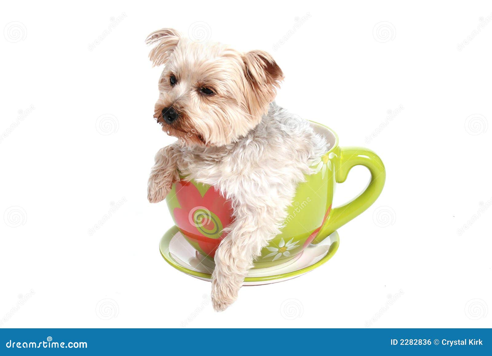 Dog in tea cup stock photo. Image of small, white, cute 2282836