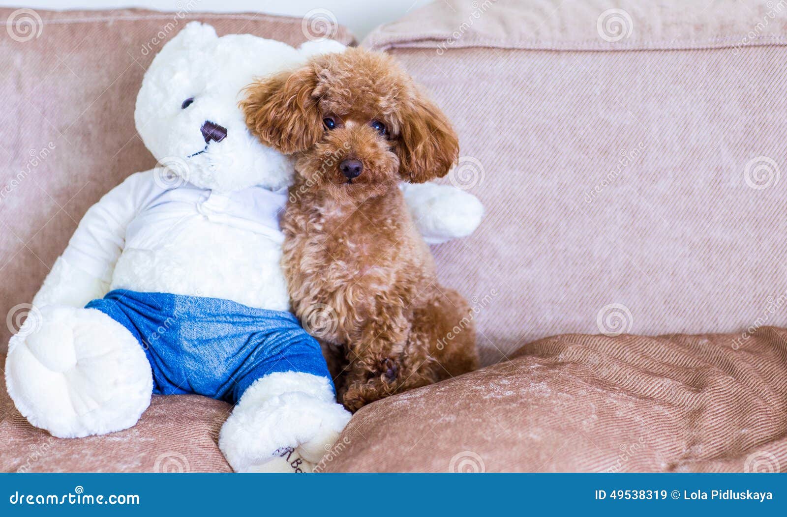 How Much Does A Teddy Bear Dog Cost
