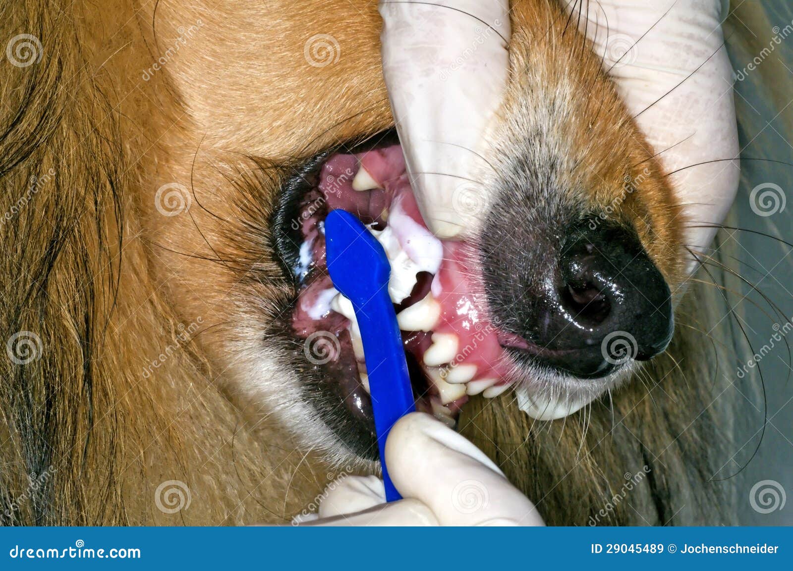 Do Groomers Brush Dogs Teeth