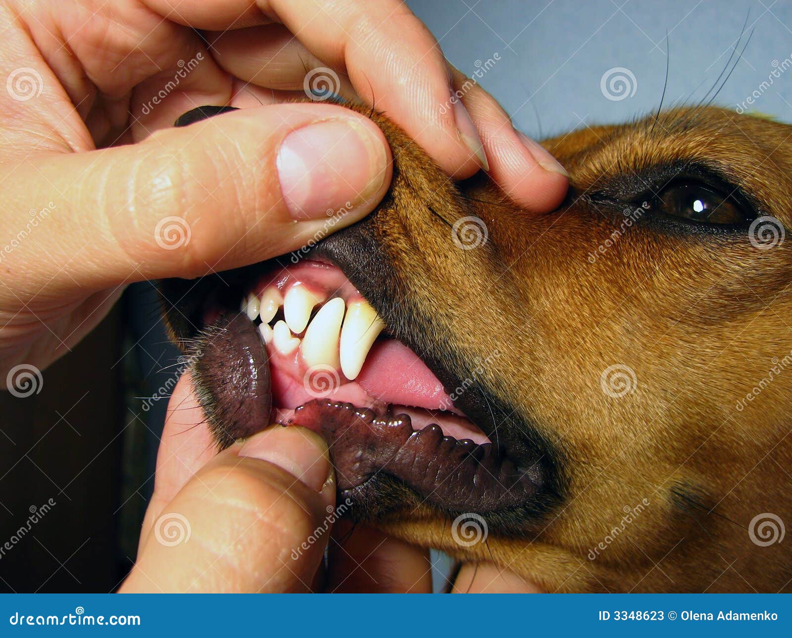 Dog teeth stock image. Image of examination, hand, brown 3348623