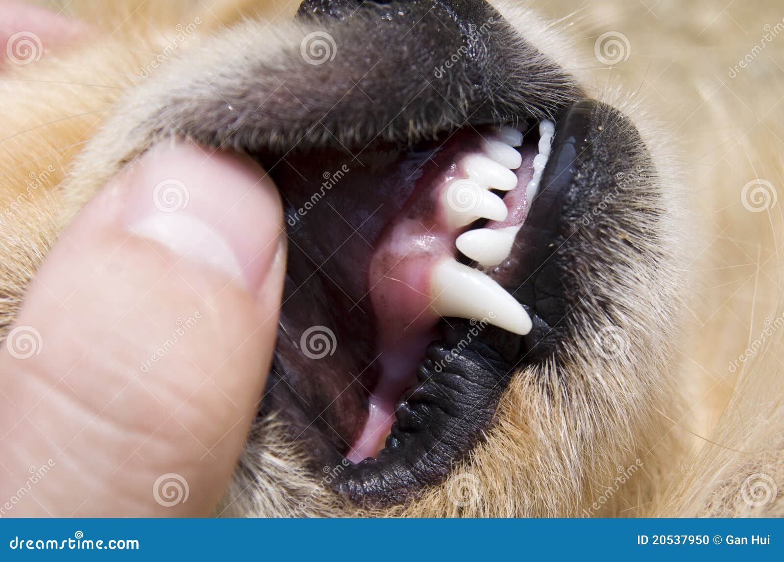 dog teeth detail in hand