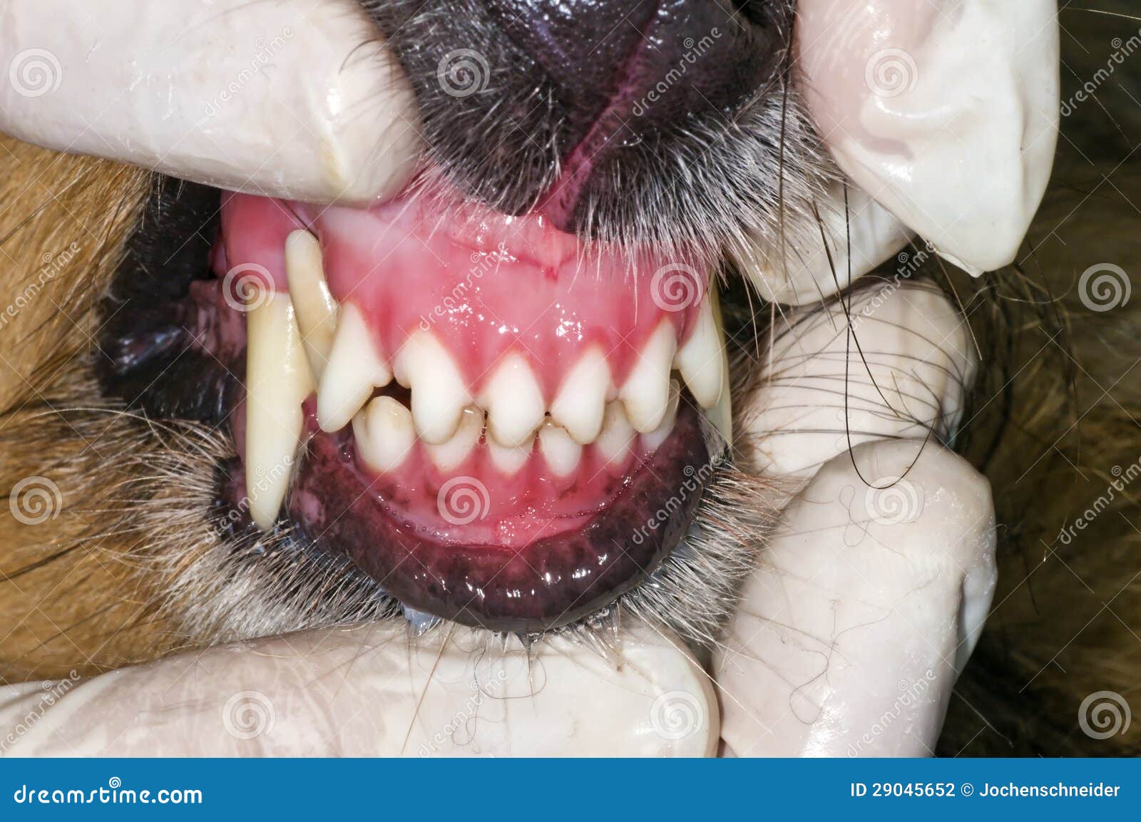 Dog teeth examination stock photo. Image of teeth, clean 29045652