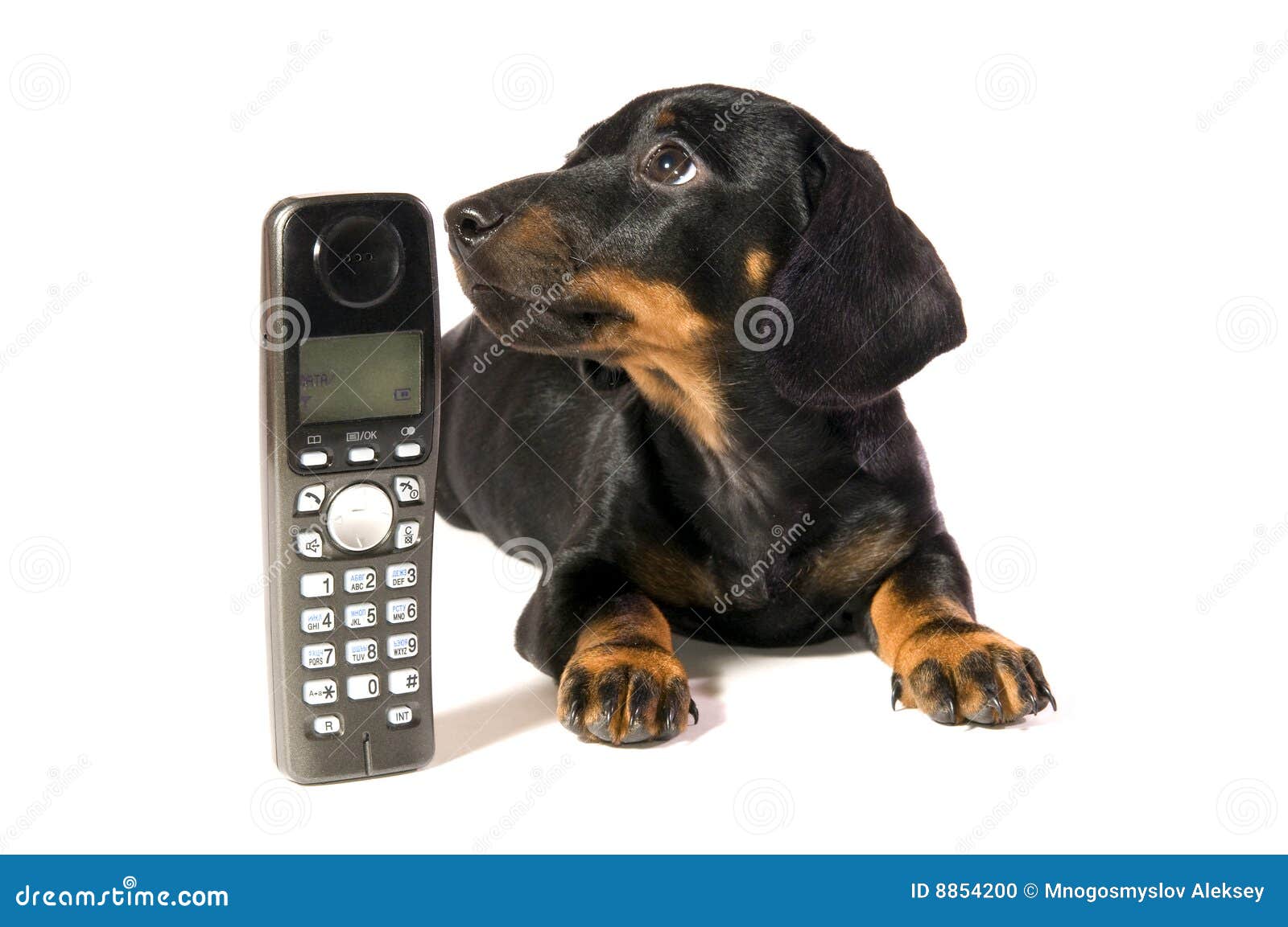 Dog with telephone stock photo. Image of animal, little 8854200