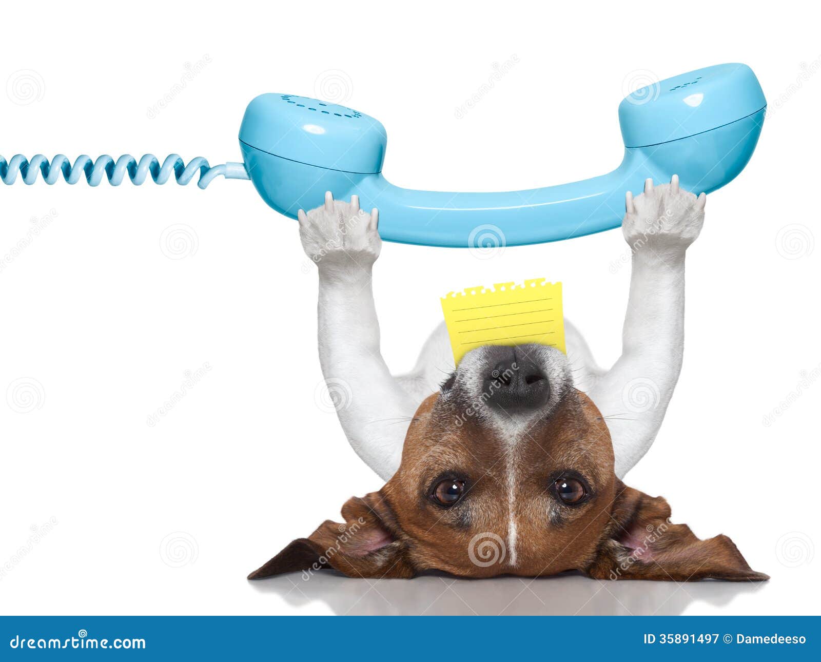Dog telephone stock image. Image of gesture, cell, business 35891497