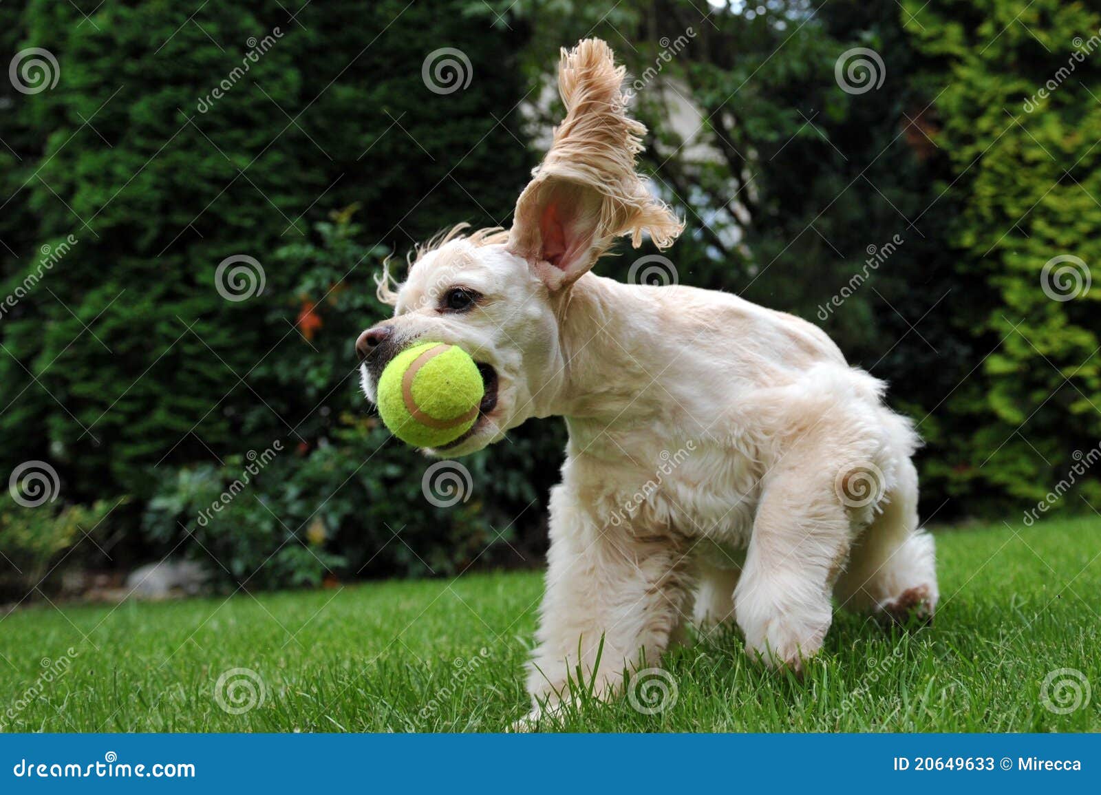 Dog with tennis ball stock image. Image of shephard, chestnut 20649633