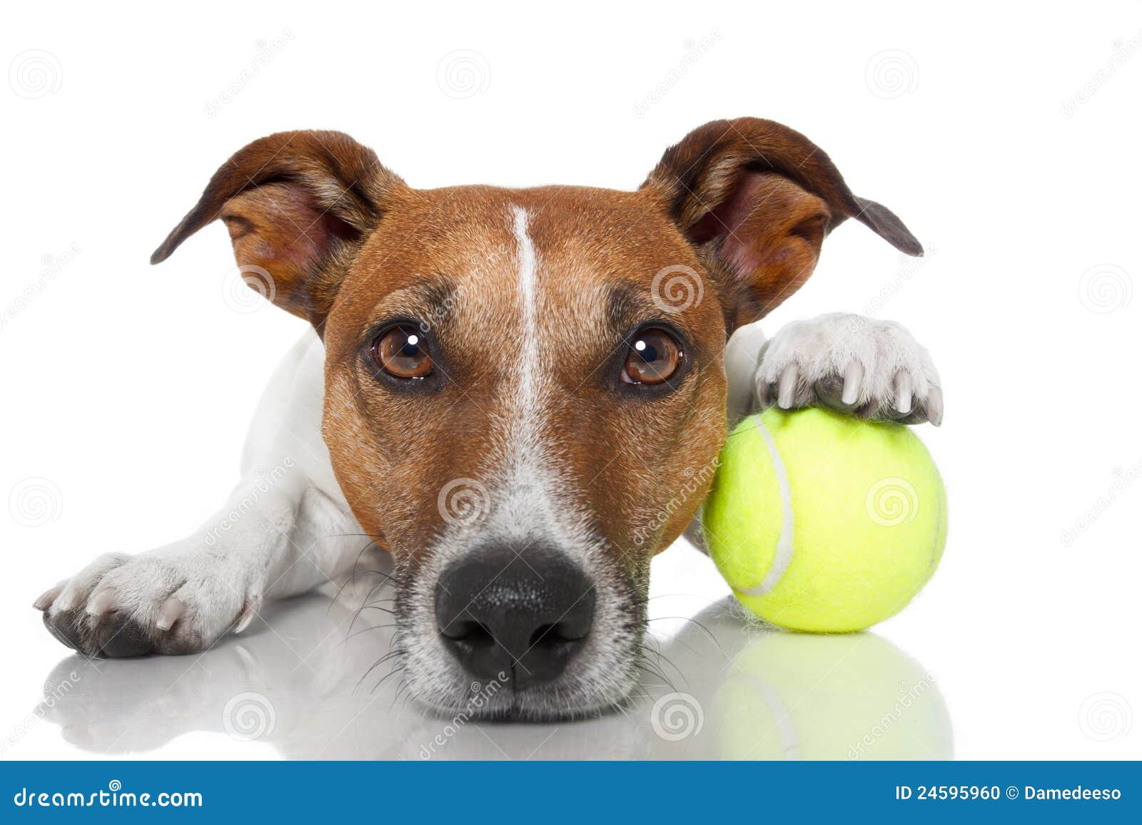 Dog with tennis ball stock photo. Image of award, little 24595960