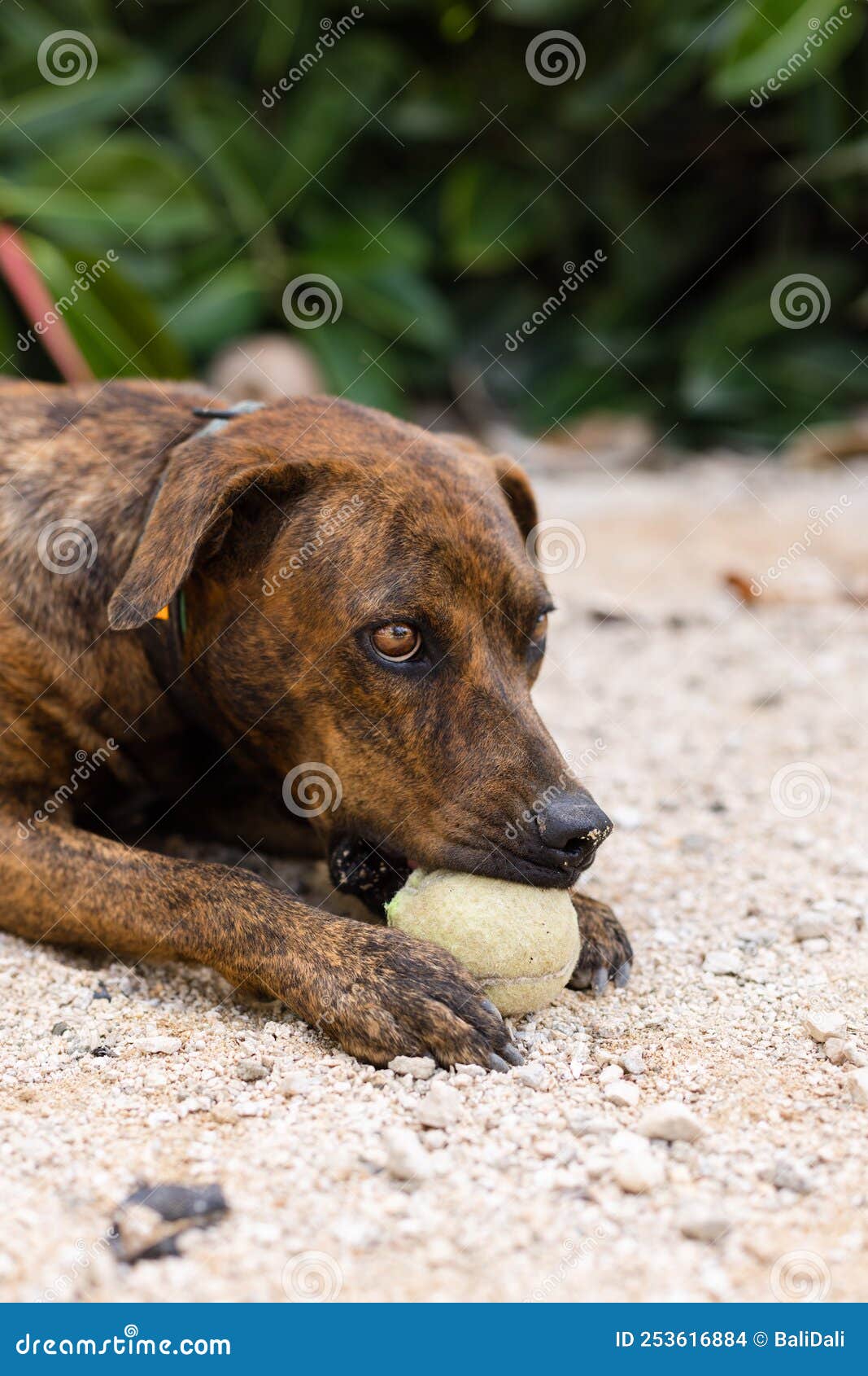 The Dog with Tennis Ball in a Park. Stock Photo Image of closeup