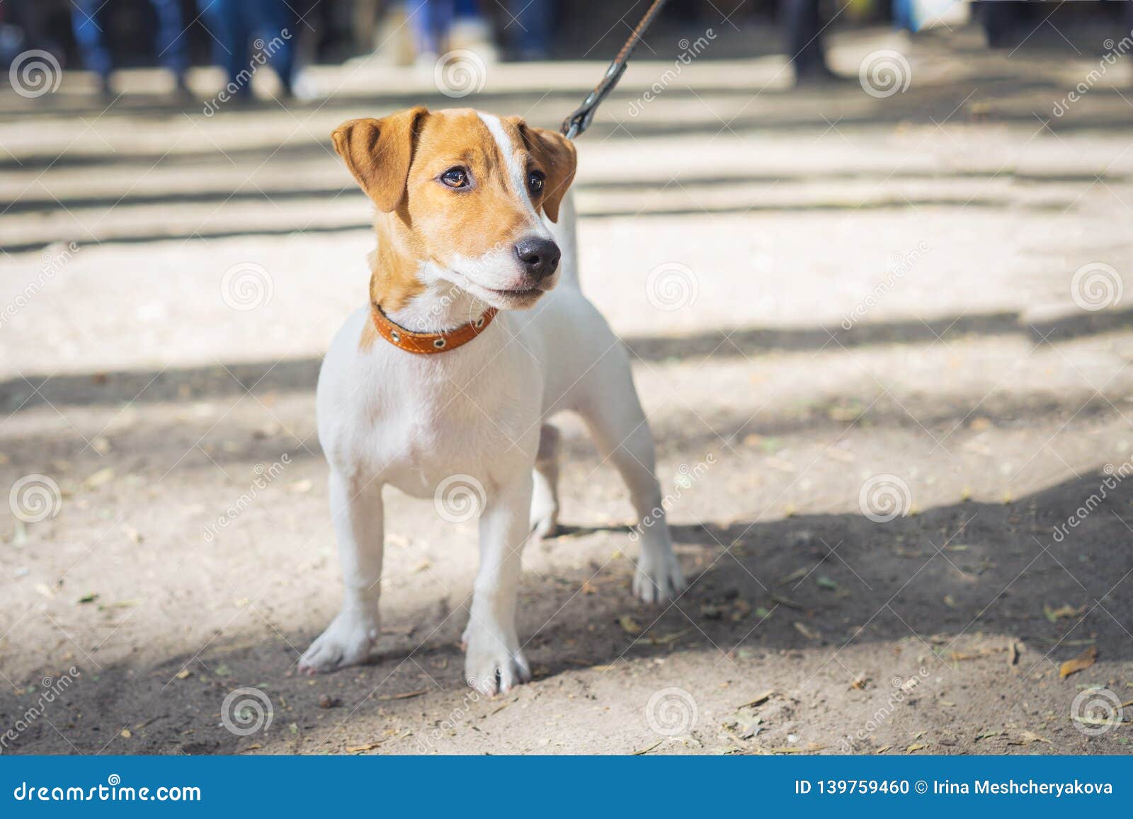 dog terrier jack russell on the collar in the park in summer