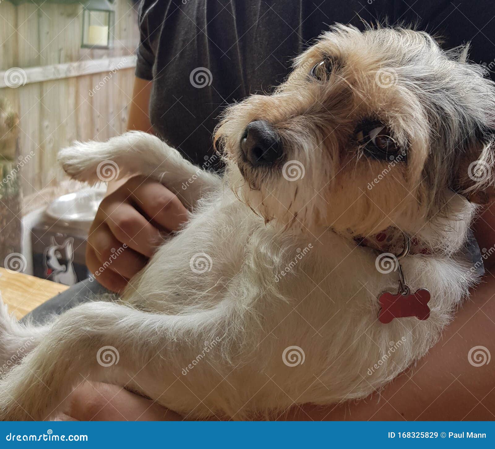 dog terrier jack russell rescue vet