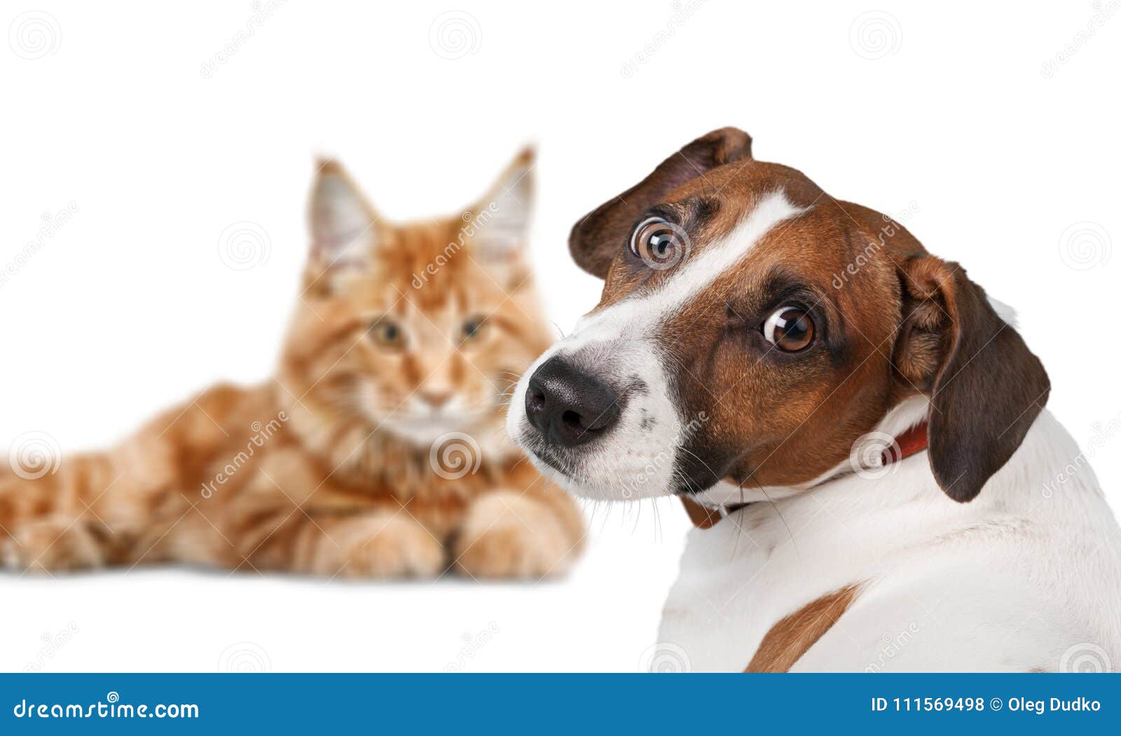 dog jack russell terrier and cat on white