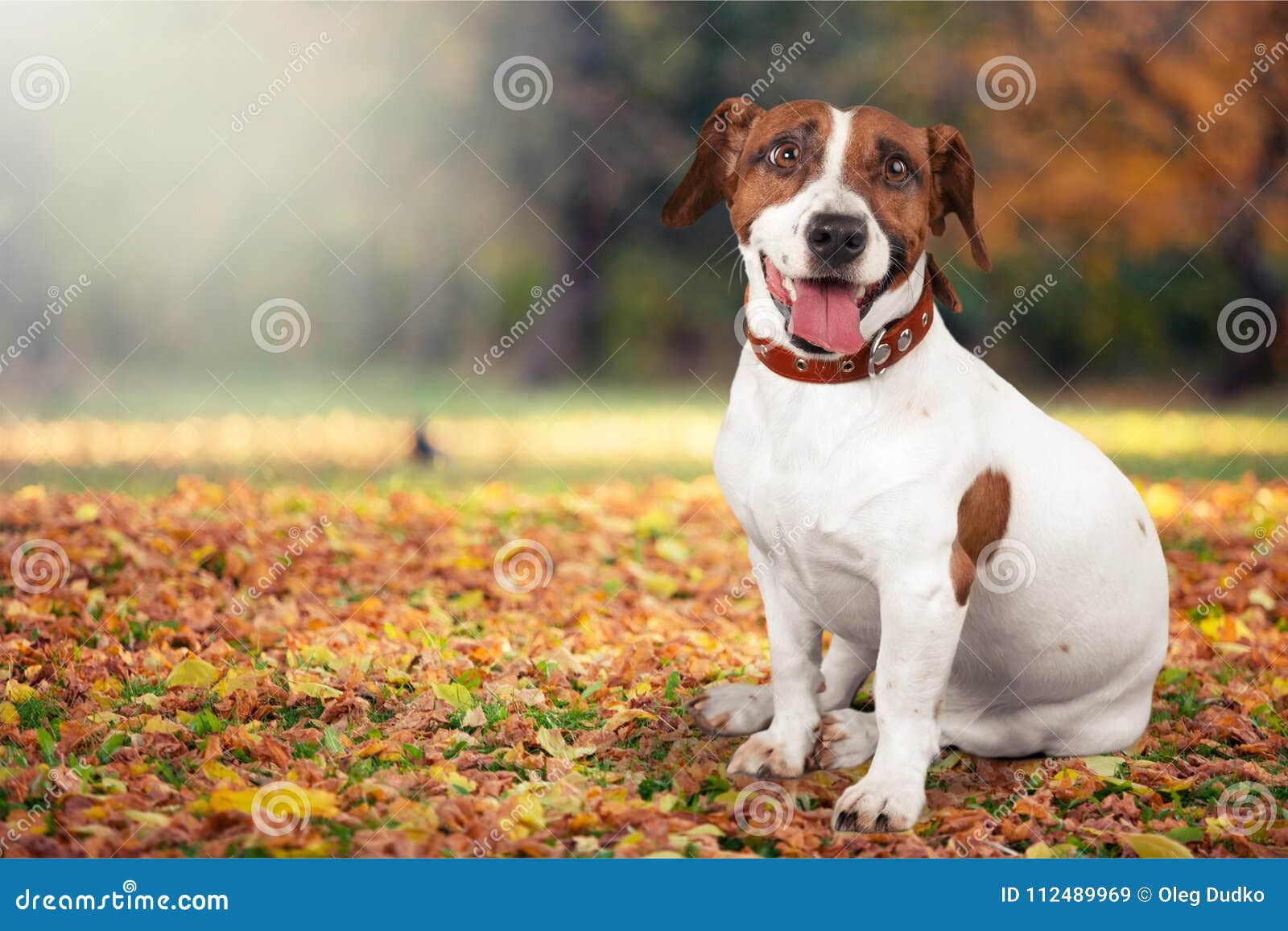cute small dog jack russell terrier on background
