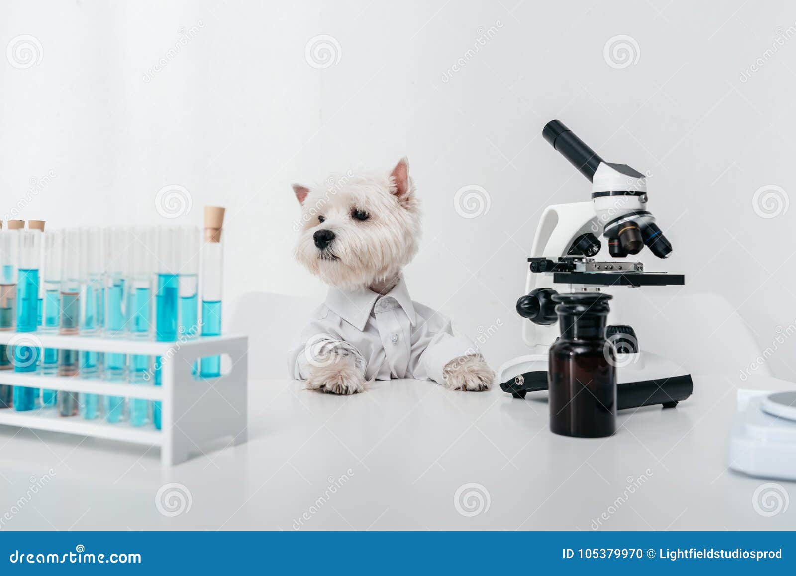Dog with Test Tubes and Microscope Stock Photo Image of animal, cute 105379970