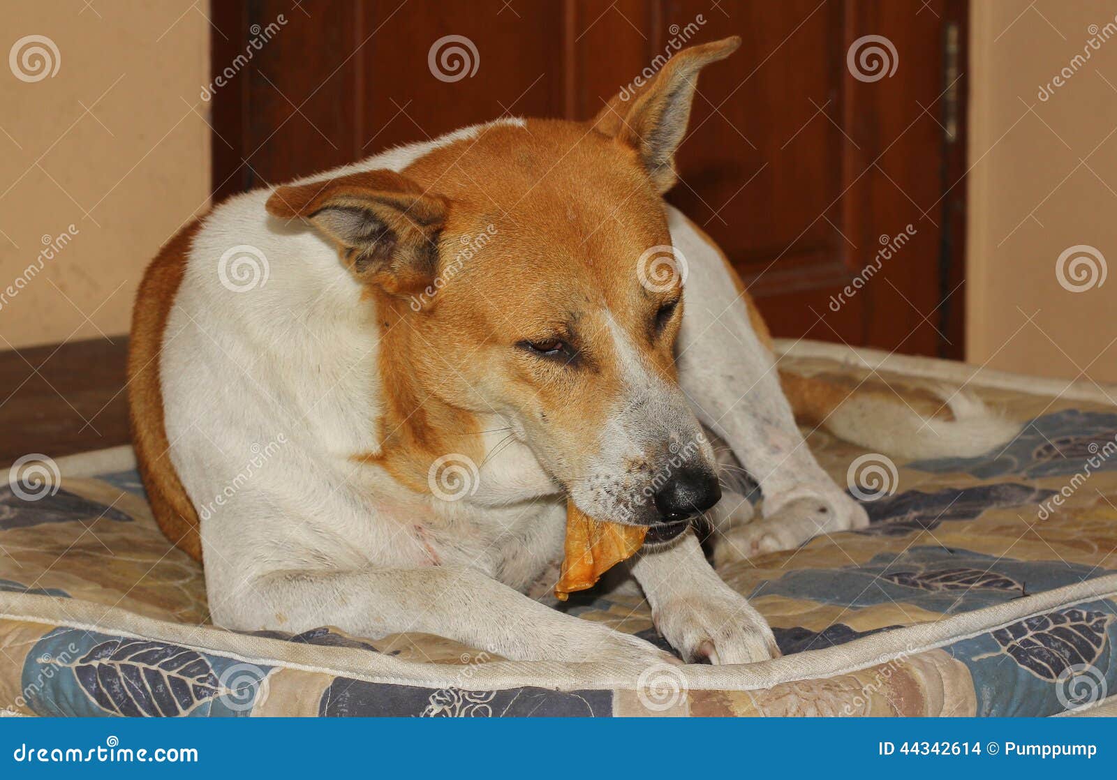 The dog thai eating stock photo. Image of lying, canine 44342614