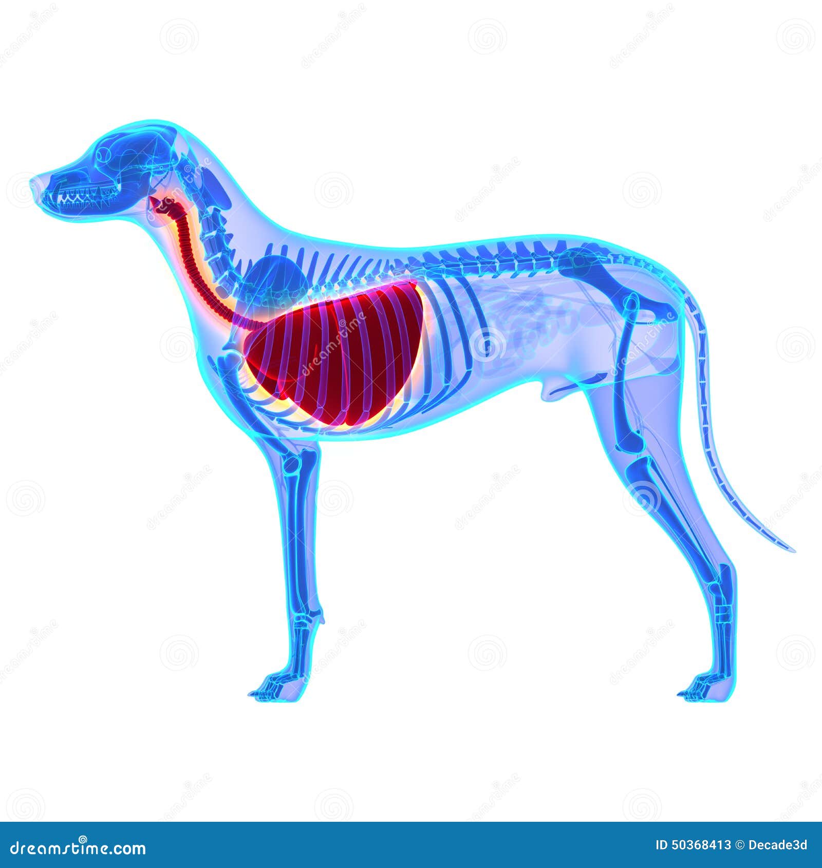 dog thorax / lungs anatomy - canis lupus familiaris anatomy - is