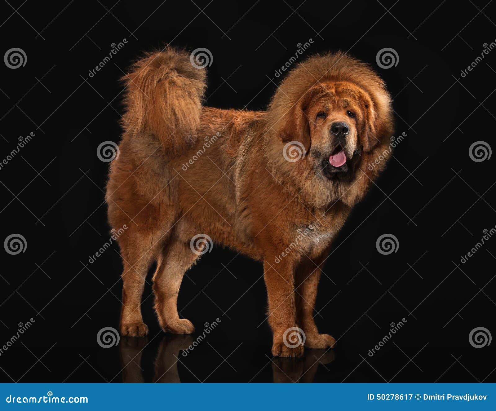Details about   Simulation Tibetan Mastiff Black Dog Photography Animal Model Garden Decoration 