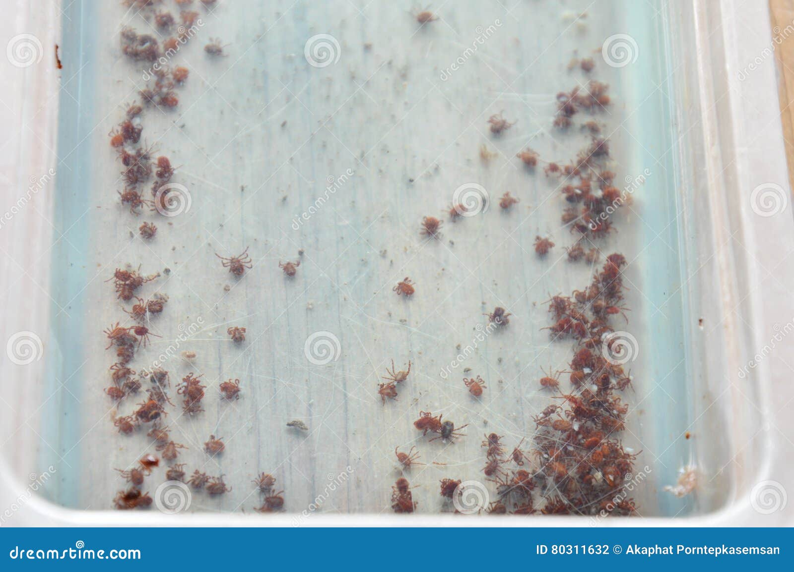 Dog Ticks Drown Water in Plastic Tray Stock Photo Image of drown
