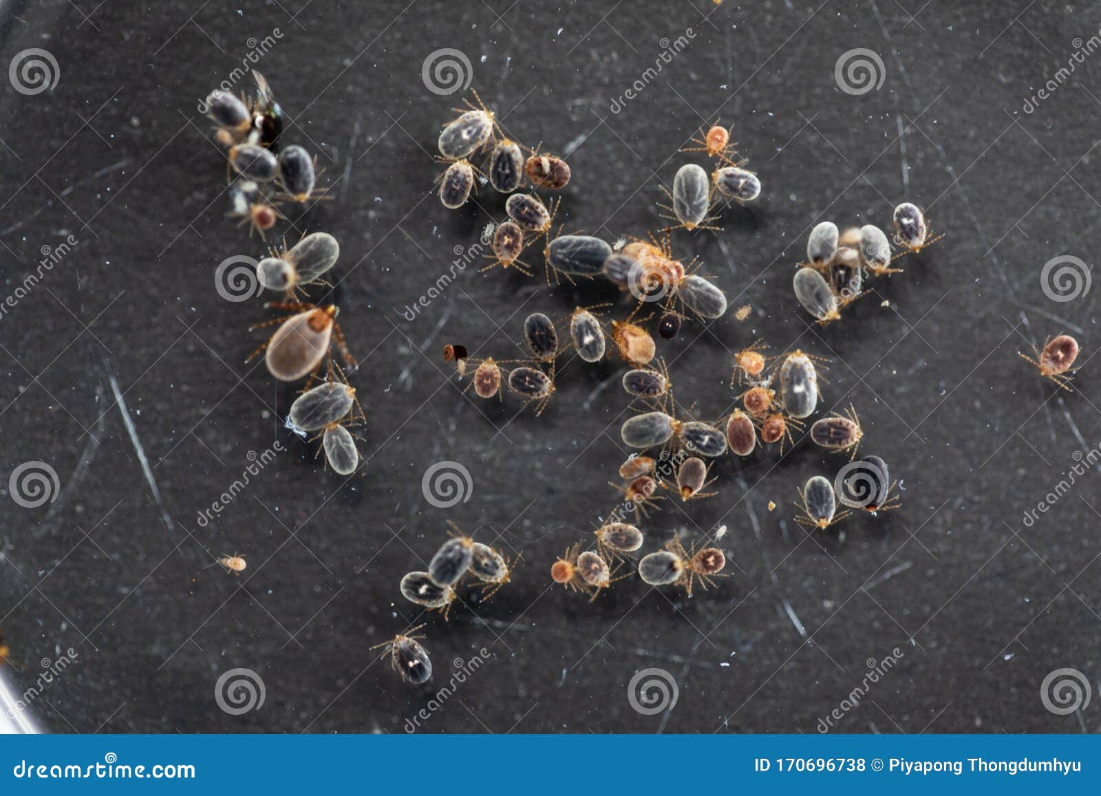 Dog Ticks and Flea Under Microscope for Study in Laboratory. Stock