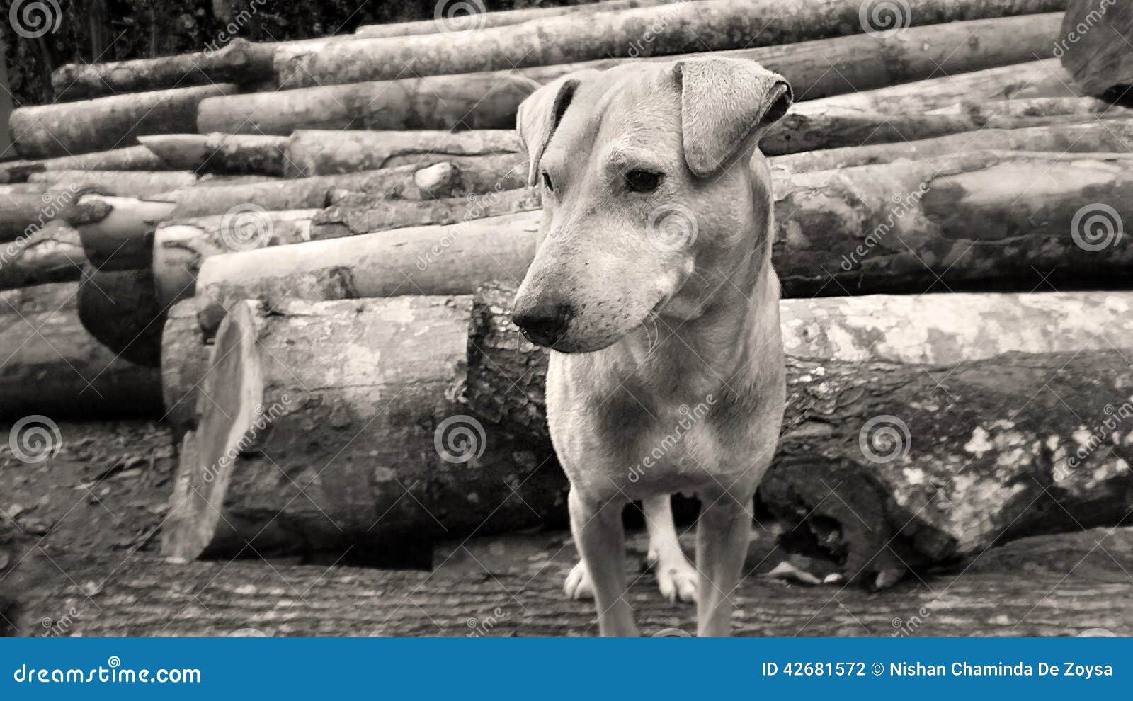 Dog on timber logs stock photo. Image of logs, friend 42681572