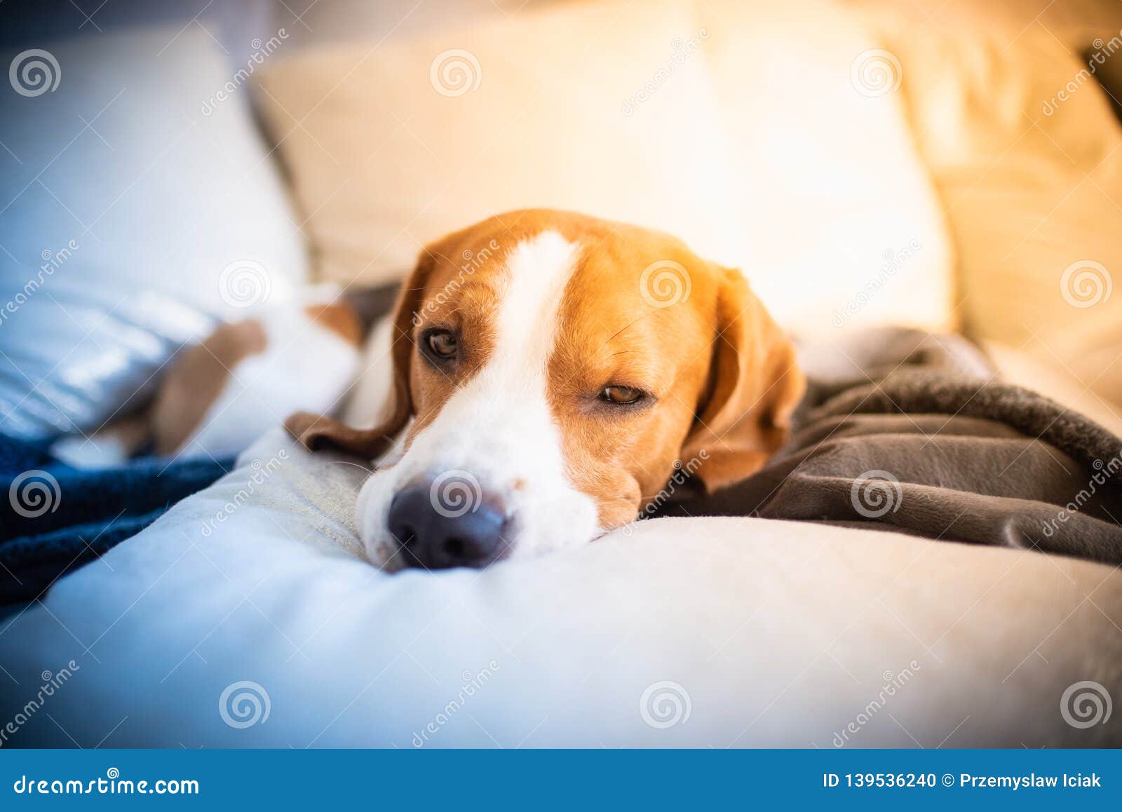 Dog Tired Sleeps on a Couch, Beagle on Sofa Stock Photo Image of calm
