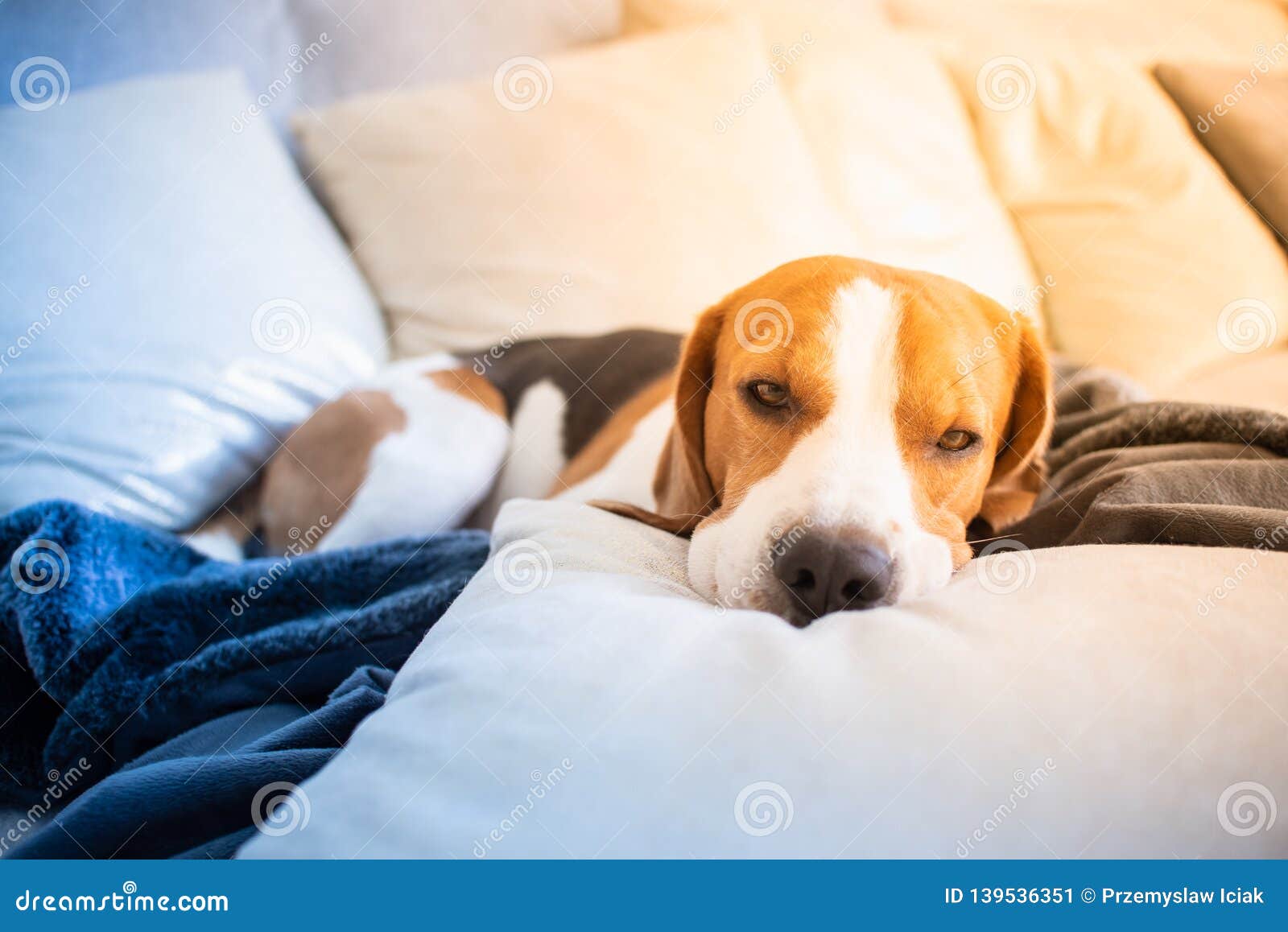 Dog Tired Sleeps on a Couch, Beagle on Sofa Stock Image Image of