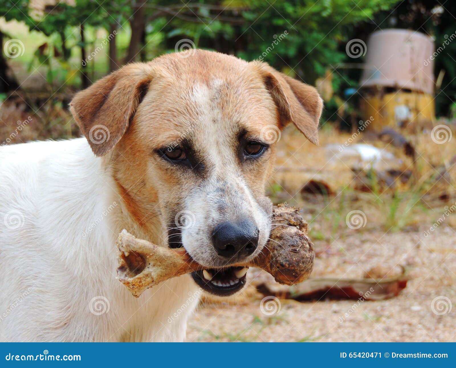 Dog To Hold in the Mouth , Bone Outdoor Stock Image Image of lakshmi