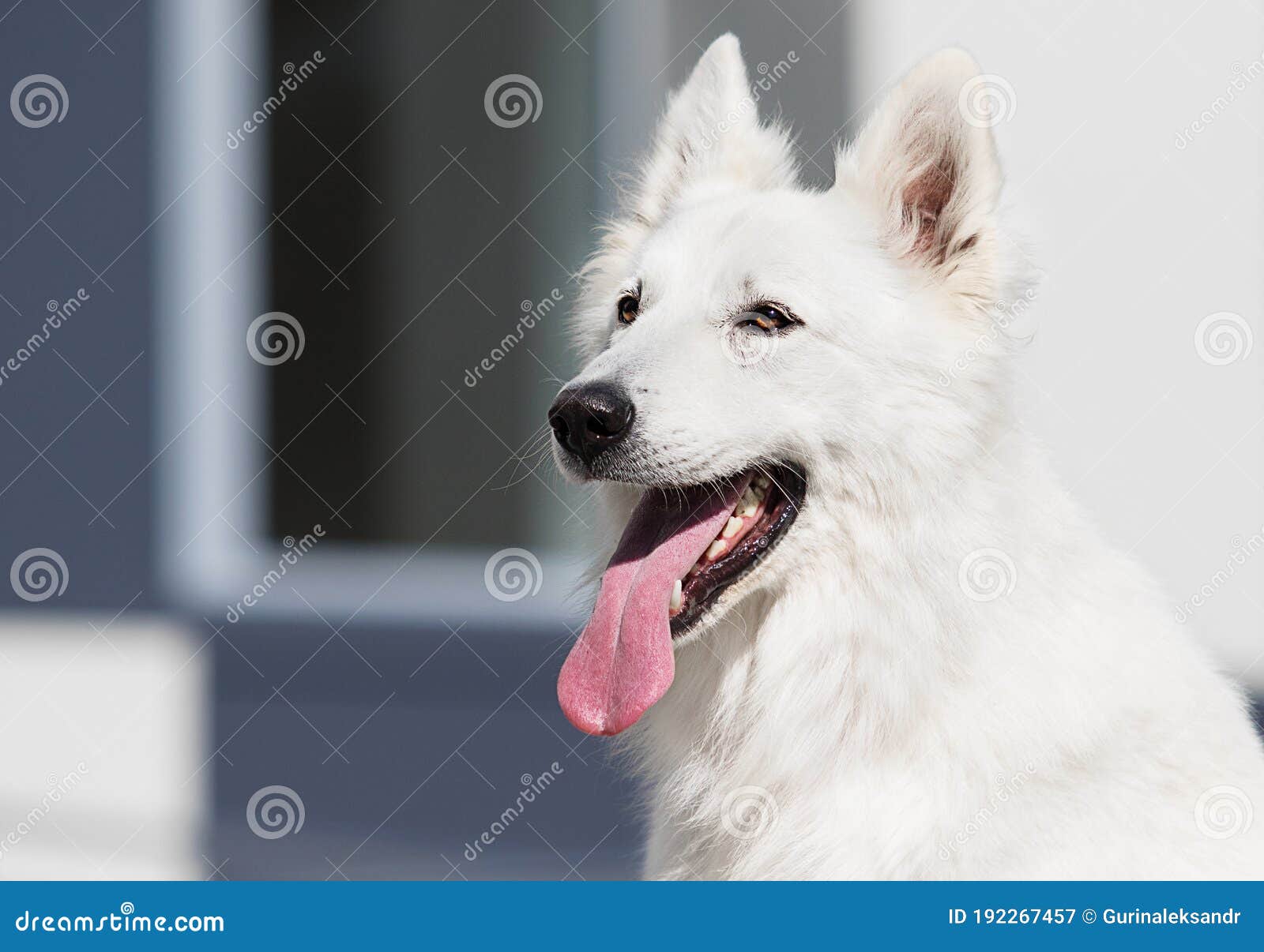 Dog with tongue stock image. Image of portrait, park 192267457