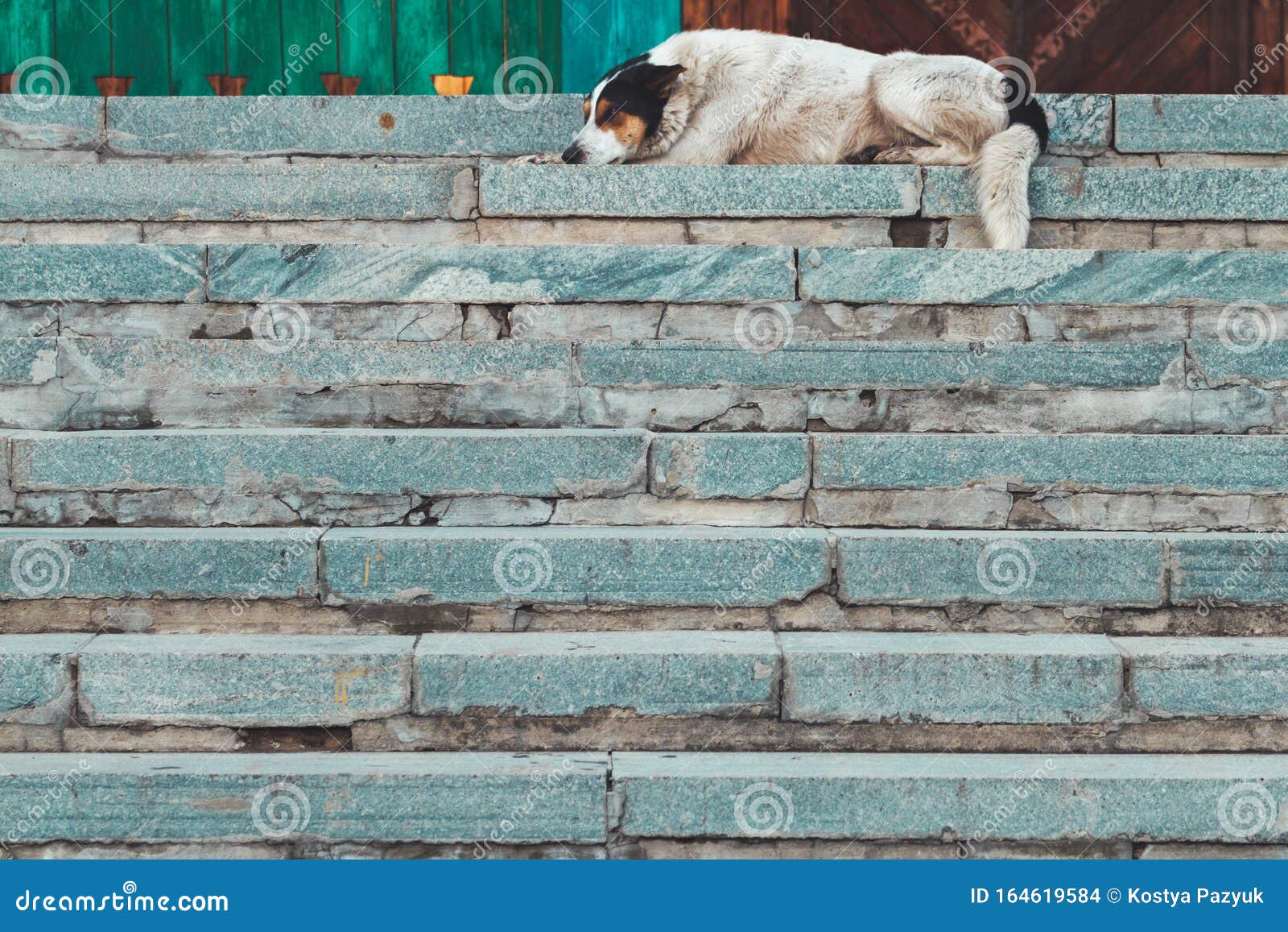 Dog is on Top of the Stairs Stock Photo Image of animals, home 164619584